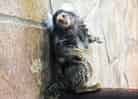 動物図鑑・コモンマーモセットの写真 10